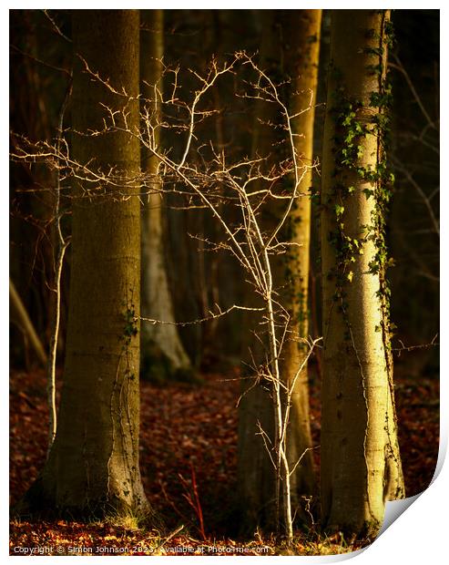 Woodland light Print by Simon Johnson