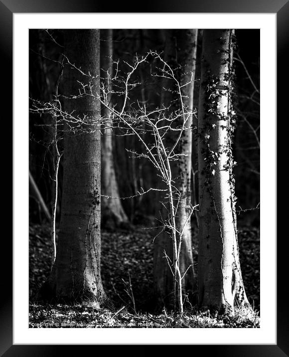 woodland light  Framed Mounted Print by Simon Johnson