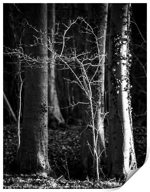 woodland light  Print by Simon Johnson