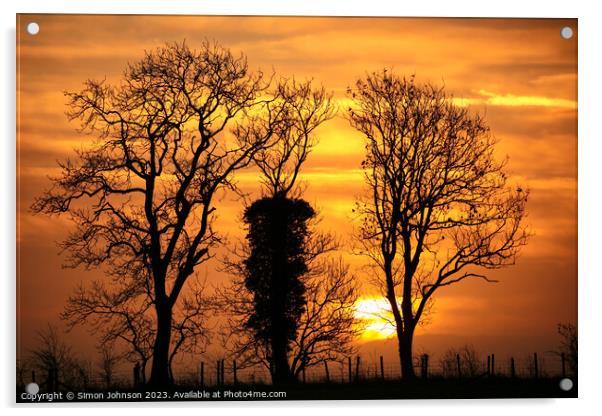 Tree silhouettes at sunrise Acrylic by Simon Johnson