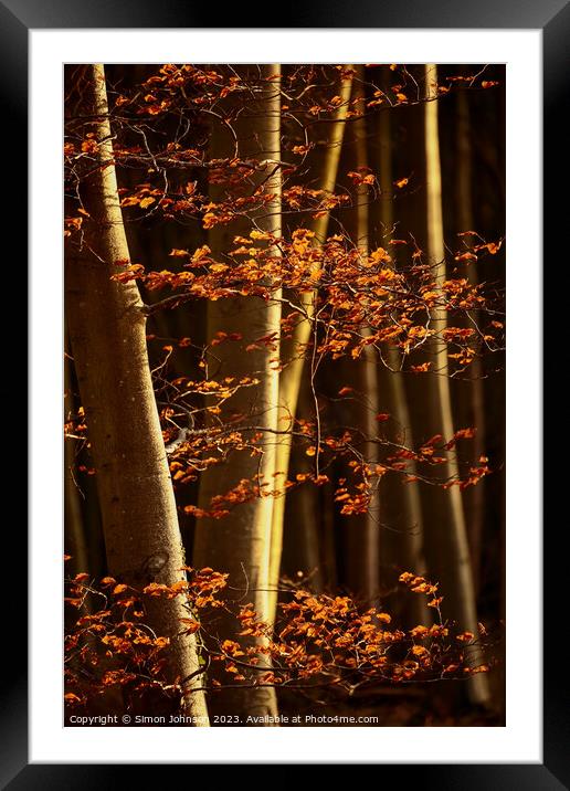 Sunlit woodland and beech leaves Framed Mounted Print by Simon Johnson