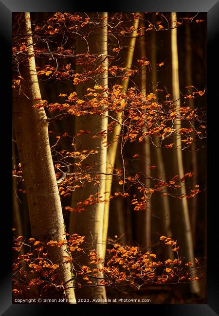 Sunlit woodland and beech leaves Framed Print by Simon Johnson