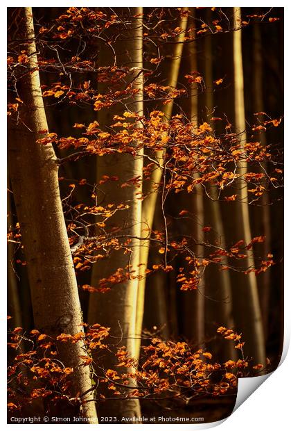 Sunlit woodland and beech leaves Print by Simon Johnson
