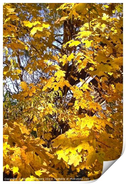 Yellow maple leaves Print by Stephanie Moore