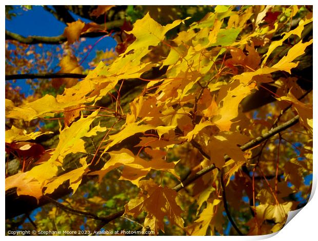 Windblown maple leaves Print by Stephanie Moore