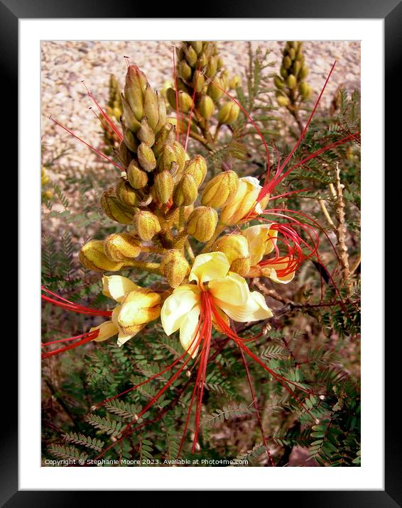 A close up of a flower Framed Mounted Print by Stephanie Moore