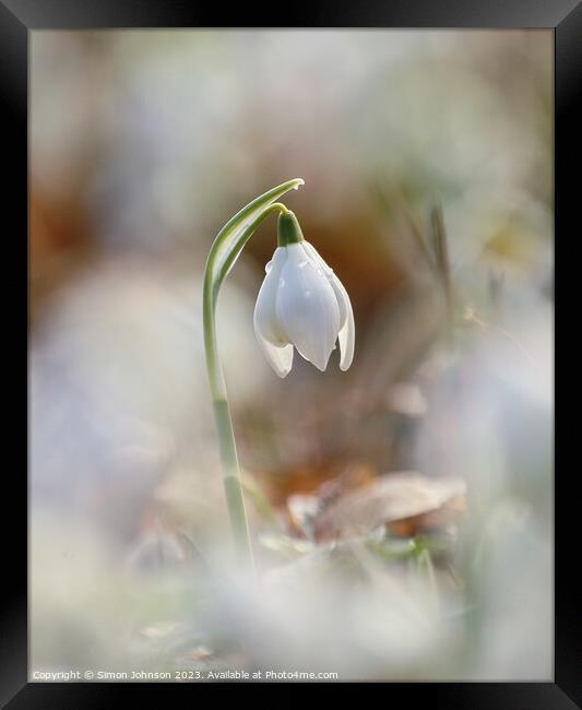 Snowdrop flower Framed Print by Simon Johnson
