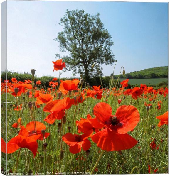 Cotswold poppies  Canvas Print by Simon Johnson