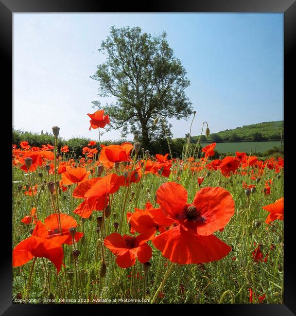 Cotswold poppies  Framed Print by Simon Johnson