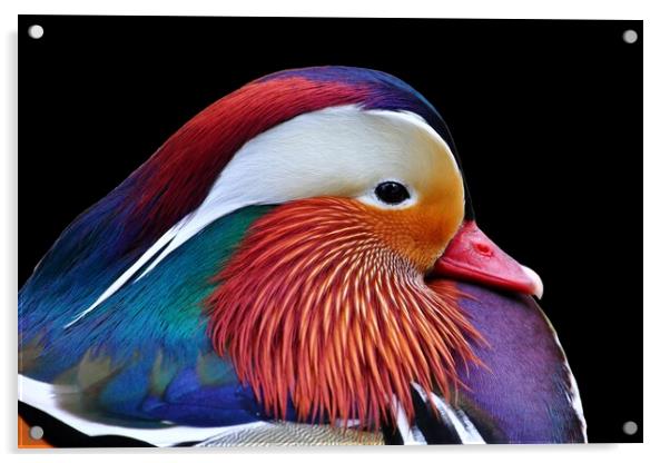 Mandarin Duck Acrylic by Susan Snow