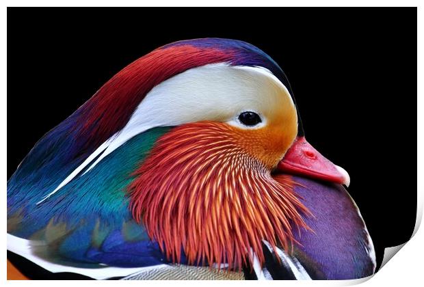 Mandarin Duck Print by Susan Snow