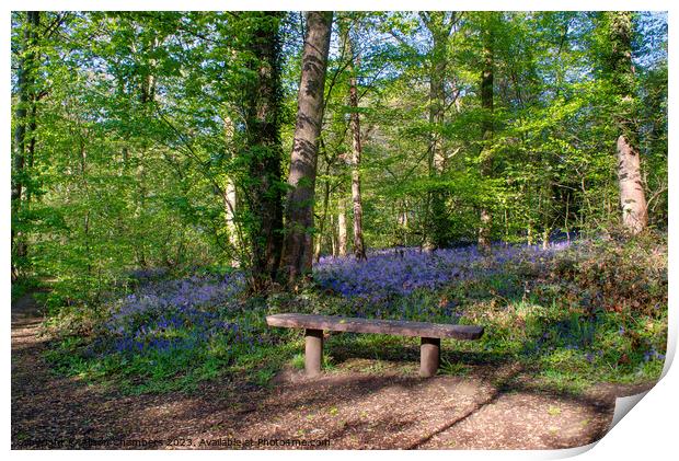 Yorkshire Bluebells Print by Alison Chambers
