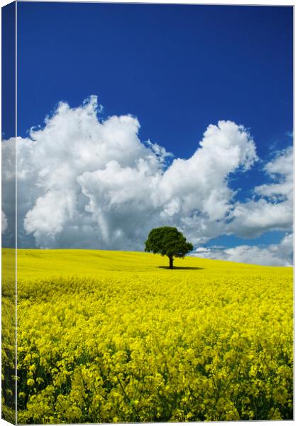 Yorkshire Oilseed Field Canvas Print by Alison Chambers