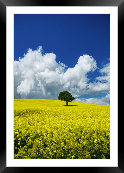 Yorkshire Oilseed Field Framed Mounted Print by Alison Chambers