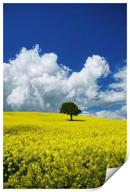Yorkshire Oilseed Field Print by Alison Chambers