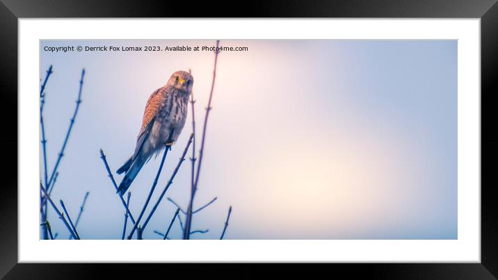 Stare of the Kestrel Framed Mounted Print by Derrick Fox Lomax