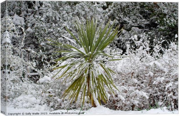 Cordyline plant in snow Canvas Print by Sally Wallis