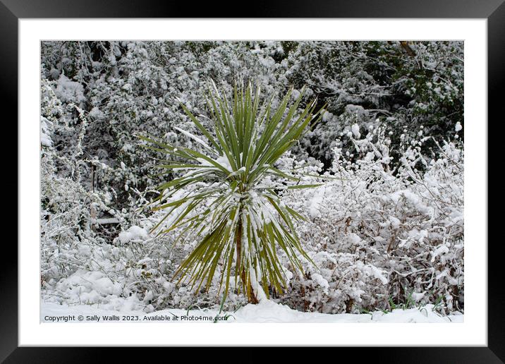 Cordyline plant in snow Framed Mounted Print by Sally Wallis