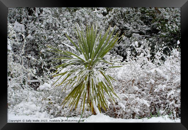 Cordyline plant in snow Framed Print by Sally Wallis