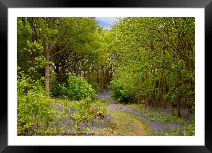 Path through Bluebell woods Framed Mounted Print by Sally Wallis