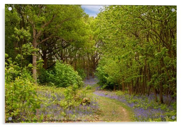 Path through Bluebell woods Acrylic by Sally Wallis