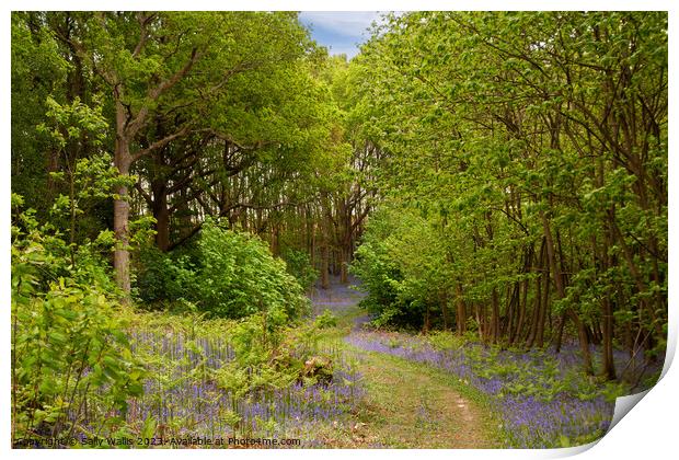 Path through Bluebell woods Print by Sally Wallis