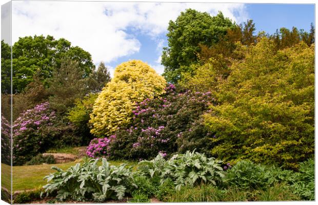 Rhododendrons and mixed Bushes Canvas Print by Sally Wallis
