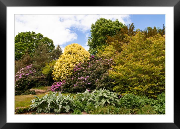 Rhododendrons and mixed Bushes Framed Mounted Print by Sally Wallis