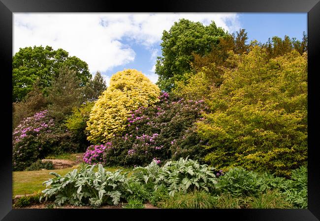 Rhododendrons and mixed Bushes Framed Print by Sally Wallis