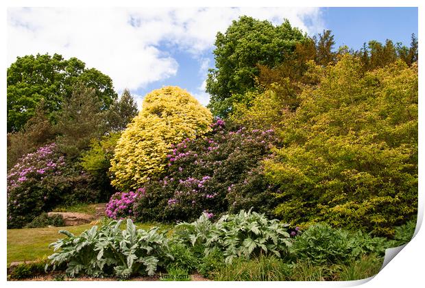 Rhododendrons and mixed Bushes Print by Sally Wallis