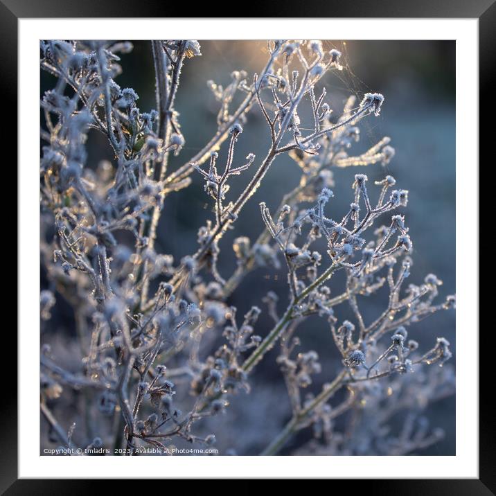 Magical light, Frosty Morning Framed Mounted Print by Imladris 