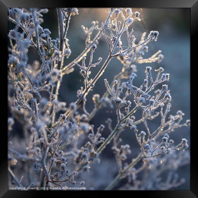 Magical light, Frosty Morning Framed Print by Imladris 