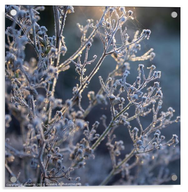 Magical light, Frosty Morning Acrylic by Imladris 