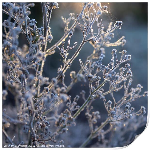 Magical light, Frosty Morning Print by Imladris 