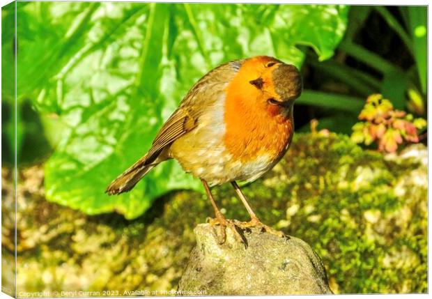 Captivating Robin Red Breast Canvas Print by Beryl Curran