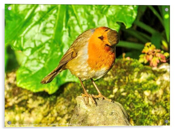Captivating Robin Red Breast Acrylic by Beryl Curran