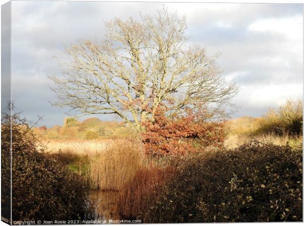 Tree, reeds and pond in winter sunlight Canvas Print by Joan Rosie