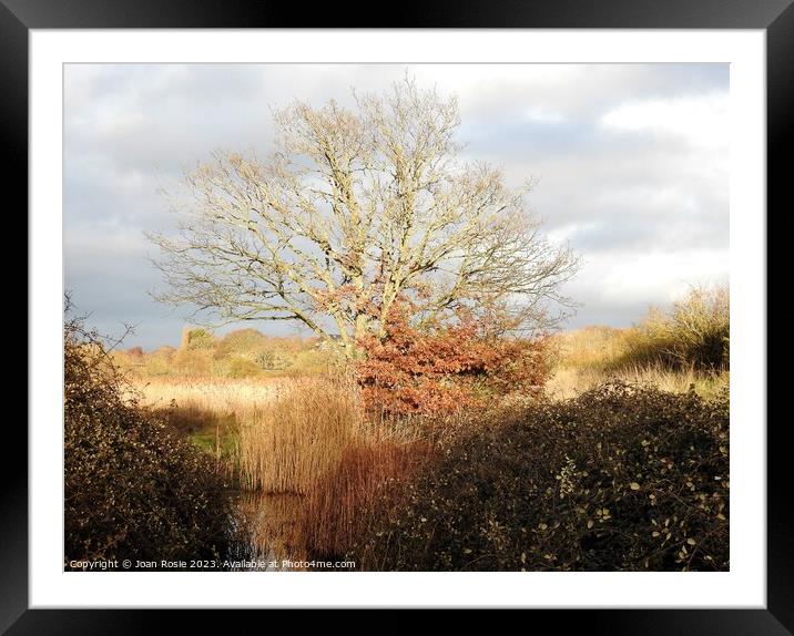Tree, reeds and pond in winter sunlight Framed Mounted Print by Joan Rosie