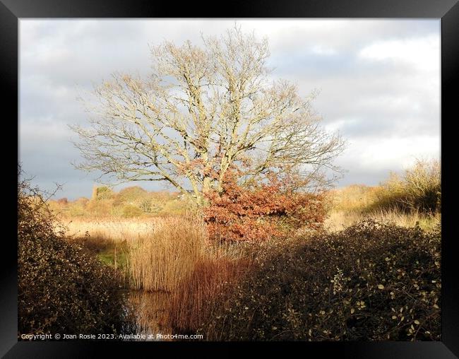 Tree, reeds and pond in winter sunlight Framed Print by Joan Rosie