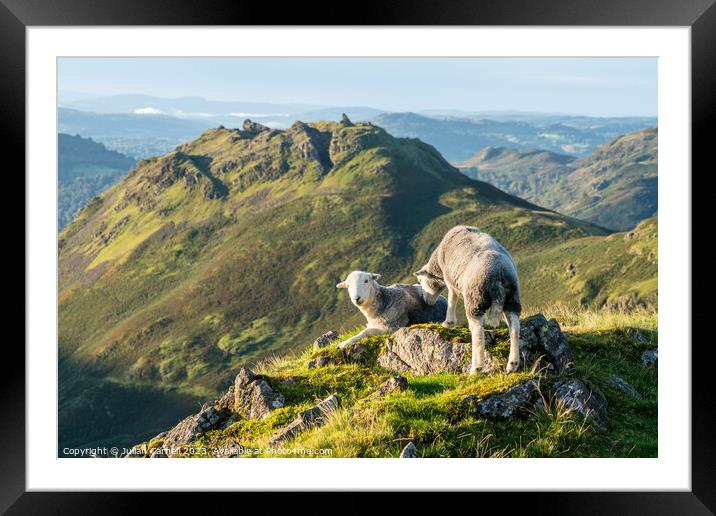 Herdwick sheep facing Helm Crag Grasmere Framed Mounted Print by Julian Carnell