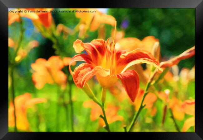 Orange Day Lily, Hemerocallis Flower in Summer Sun Framed Print by Taina Sohlman