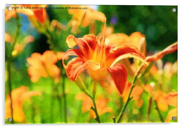 Orange Day Lily, Hemerocallis Flower in Summer Sun Acrylic by Taina Sohlman