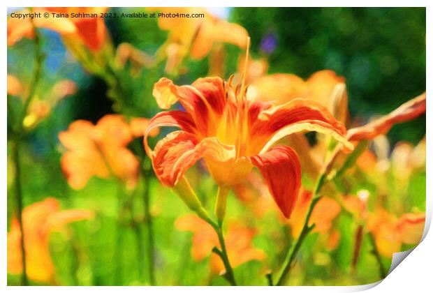 Orange Day Lily, Hemerocallis Flower in Summer Sun Print by Taina Sohlman