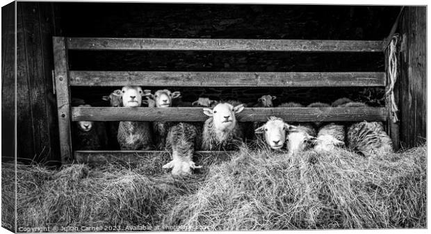 Herdwick sheep in barn Canvas Print by Julian Carnell