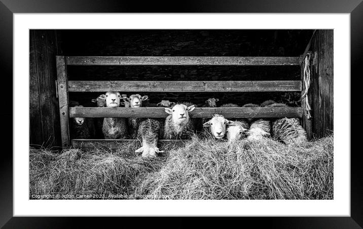 Herdwick sheep in barn Framed Mounted Print by Julian Carnell