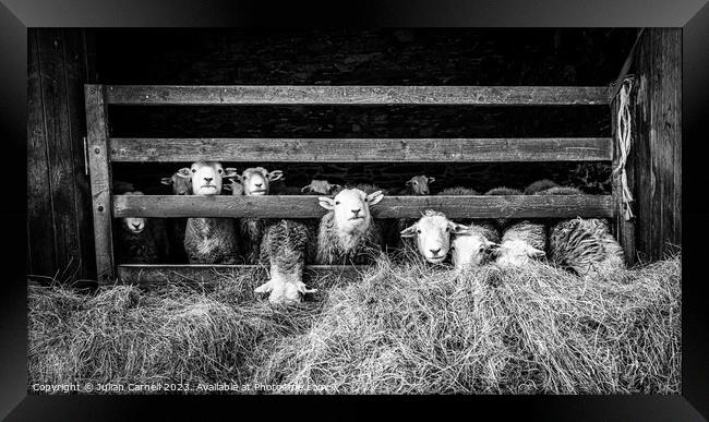 Herdwick sheep in barn Framed Print by Julian Carnell