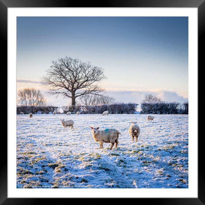 Sheep in a winter landscape Framed Mounted Print by Gary Holpin