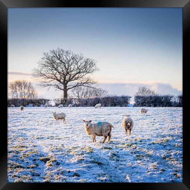 Sheep in a winter landscape Framed Print by Gary Holpin