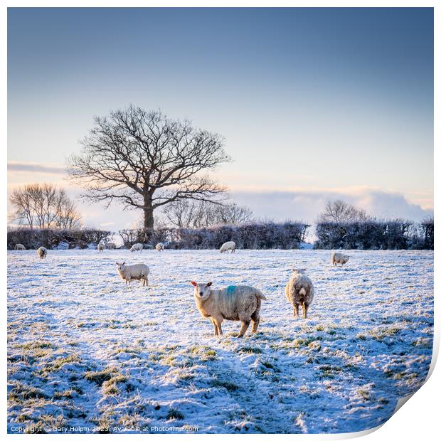 Sheep in a winter landscape Print by Gary Holpin