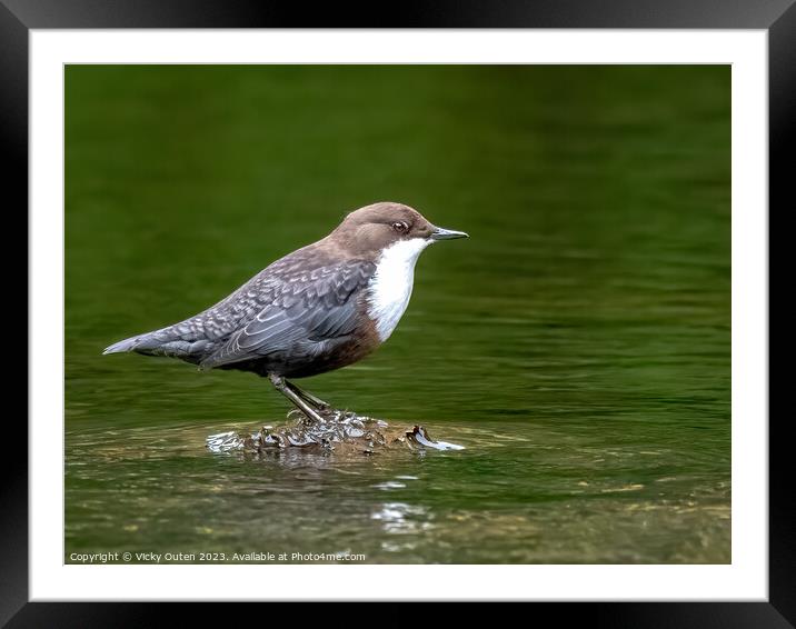 Dipper standing on a rock surrounded by water Framed Mounted Print by Vicky Outen